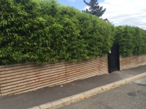 plantation d'une haie de bambou